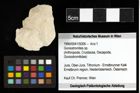 Foto (Objekt + Etiketten) von Goniodromites sp. 